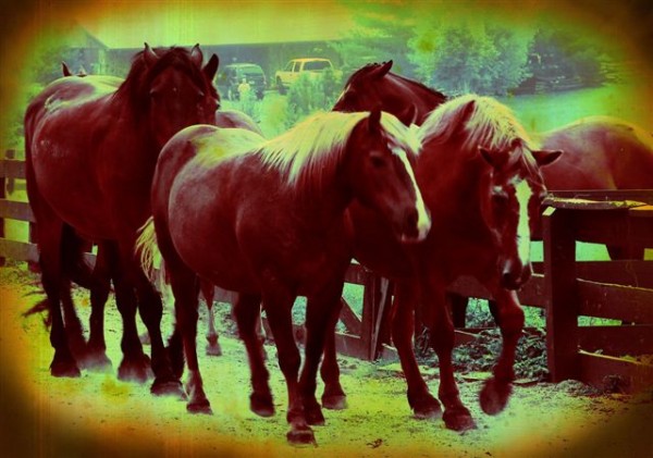 Horses - Old Photo #9
